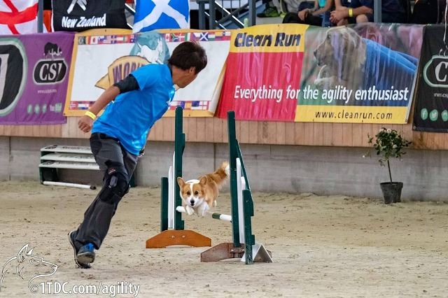 トップページ　福岡県朝倉市でアジリティ訓練ならDogWayへ